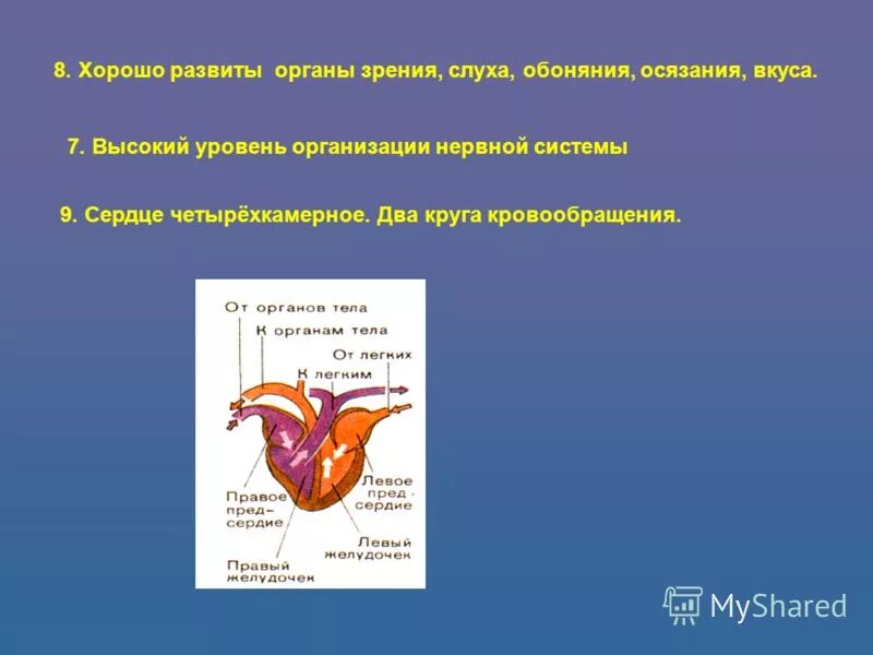 части сердца с венозной кровью. акула имеет четырехкамерное сердце. акула имеет четырехкамерное сердце. строение дыхательной системы хордовых. четырехкамерное сердце.