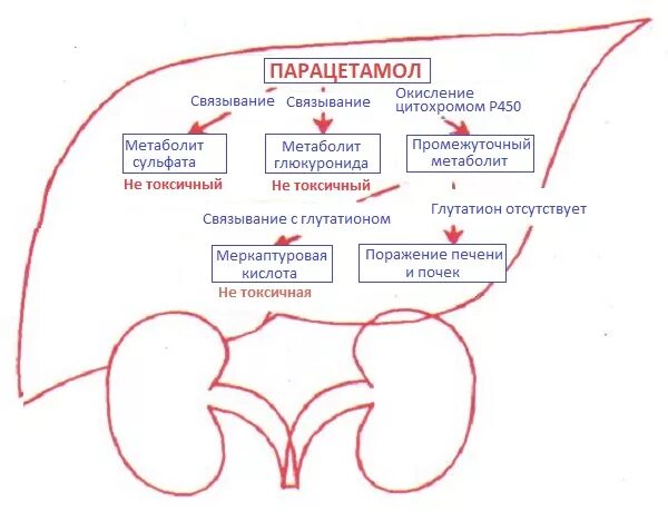 Парацетамол механизм действия. Механизм анальгезирующего действия парацетамола. Передозировка парацетамолом. Биотрансформация парацетамола. Биотрансформация парацетамола.