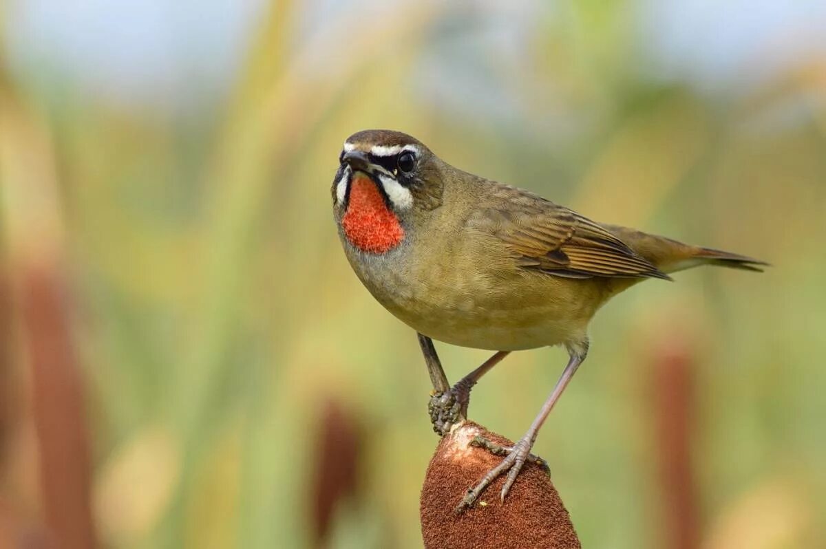 Красногорлый соловей. Соловей красношейка забайкальский. Сибирский соловей. Красногрудый соловей. Соловей красношейка самец.