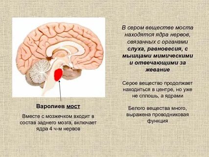 В сером веществе происходит
