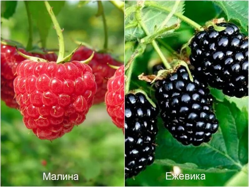 Как отличить ежевику