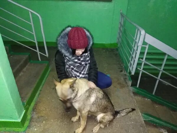 Как открыть приют для бездомных. Приют для бездомных благовещенск амурская область. амурская область город благовещенск приют для собак.
