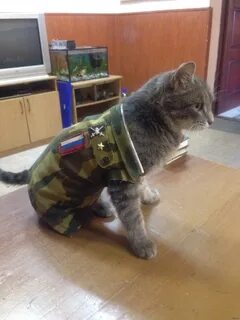 Спец кот