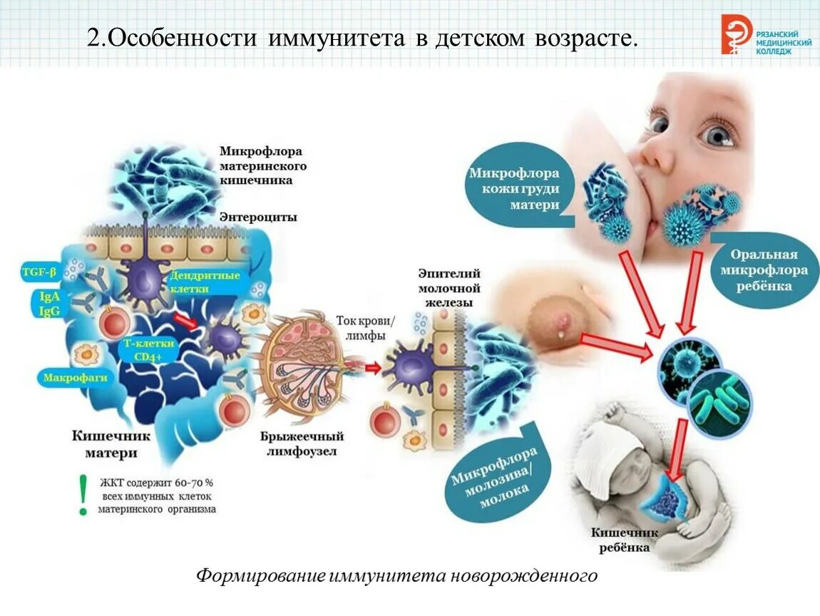 Иммунная система младенцев. Формирование иммунной системы у новорожденных. Иммунитет новорожденных ЭНТЕРО молочный путь. Формирование иммунитета у детей.