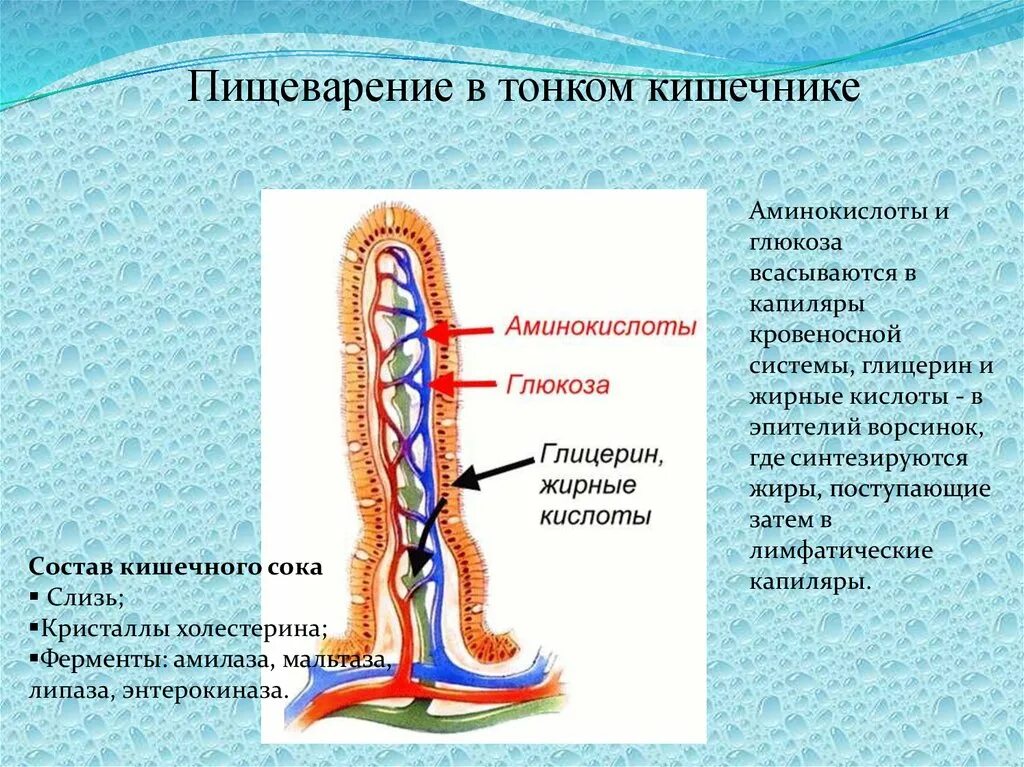 Жиры всасываются в. Где всасываются жирные кислоты. Жиры всасываются в кишечнике в составе. Какие вещества всасываются через ворсинки тонкого кишечника