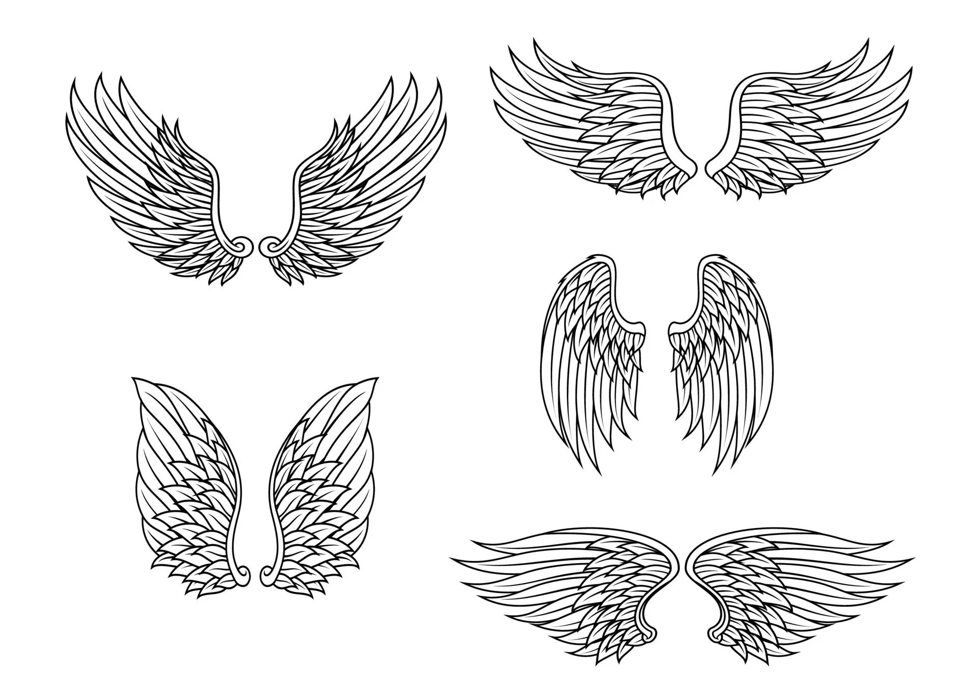 Геральдическое крыло вектор. Стилизованное крыло. Крылья геральдика. Лебединые крылья в геральдике. Геральдическое крыло вектор.