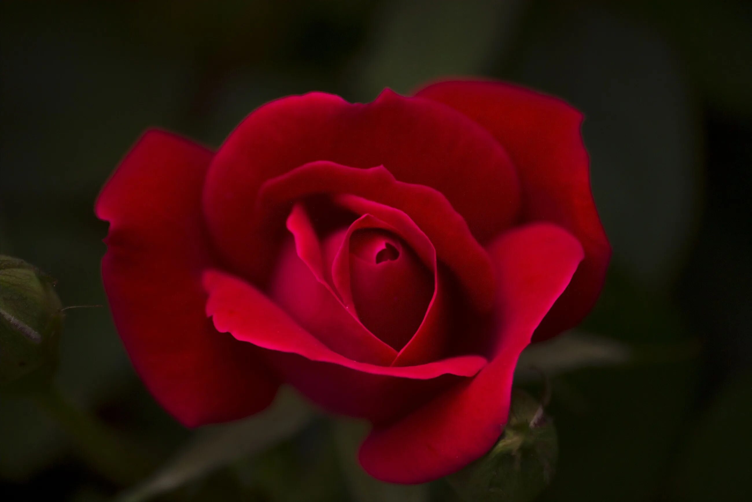 Алые розы фото. Rose is beautiful