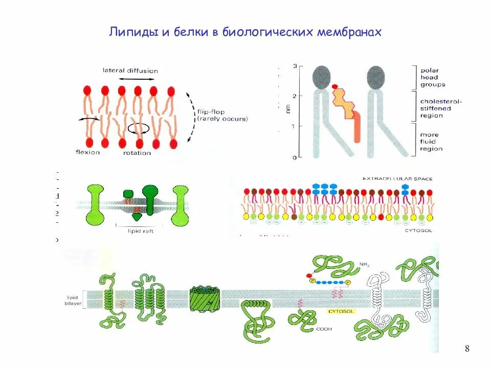 Биохимия мембран. Функции гликолипидов в мембране. Строение биологической мембраны мембранные белки биохимия. Липиды биологических мембран биохимия. Функция интегральных белков мембраны.