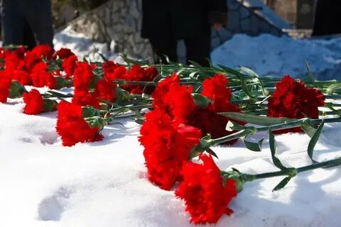 Журавлева гвоздики