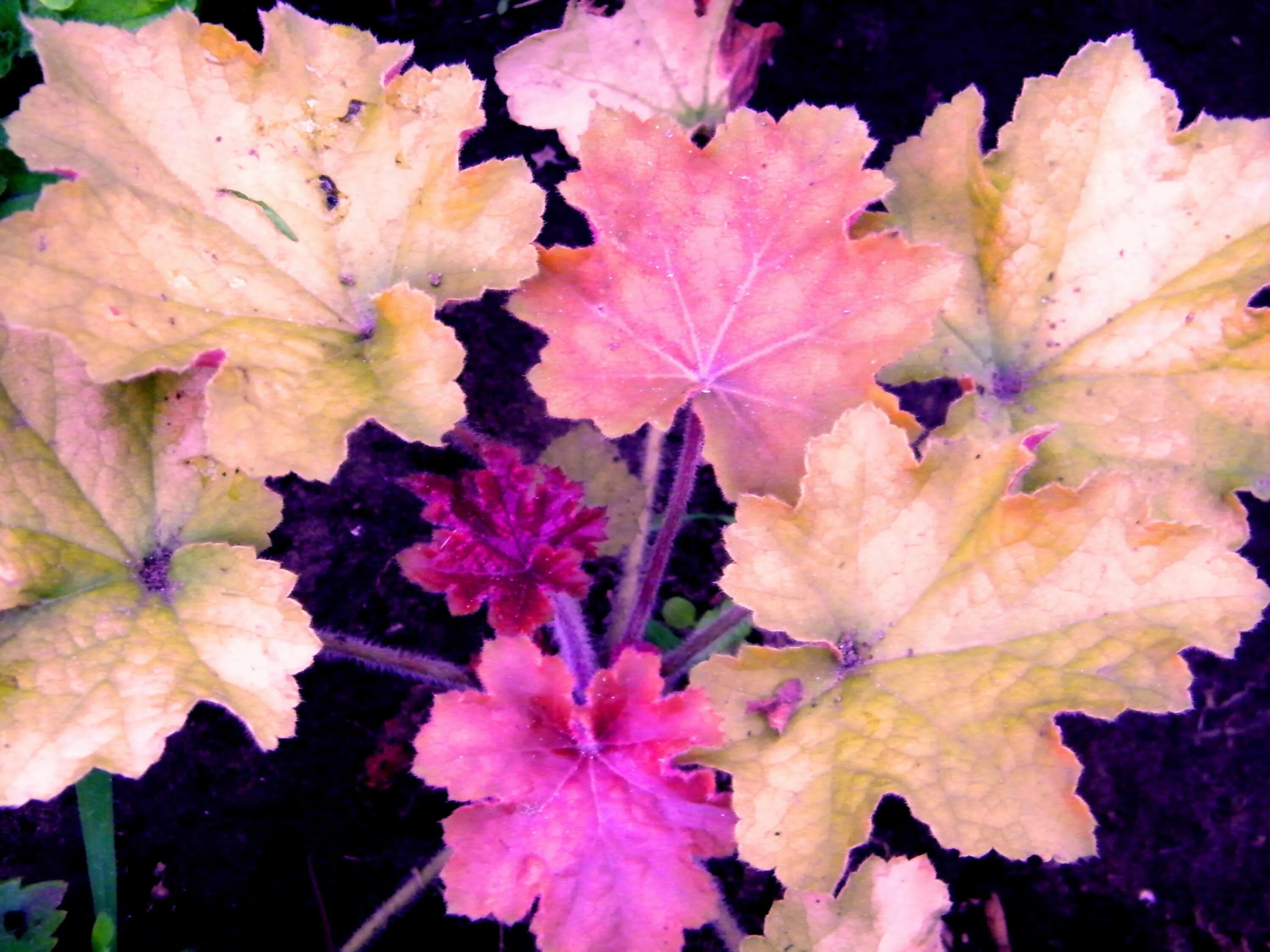 гейхера и живучка. гейхера писташ. гейхера (heuchera) "миднайт роуз". гейхера гибридная браунис. гейхера гибридная виена.