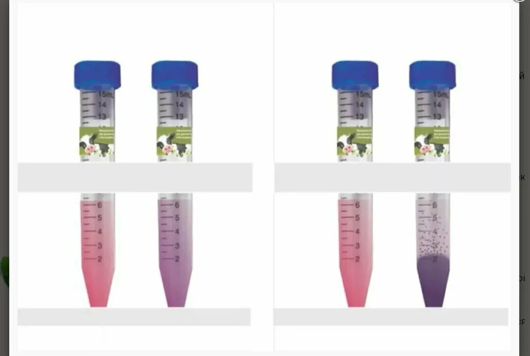 Тест для коровы беременной. Тест на беременность для крупно-рогатого скота. Цирковирус свиней 2 типа. Тест на стельность коровы. Тест на беременность для коров.