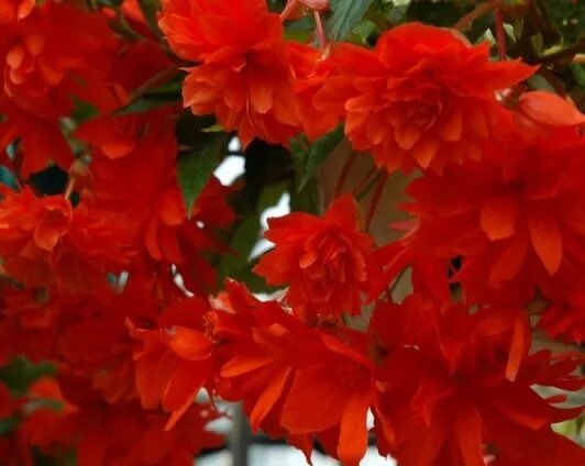 Hot orange