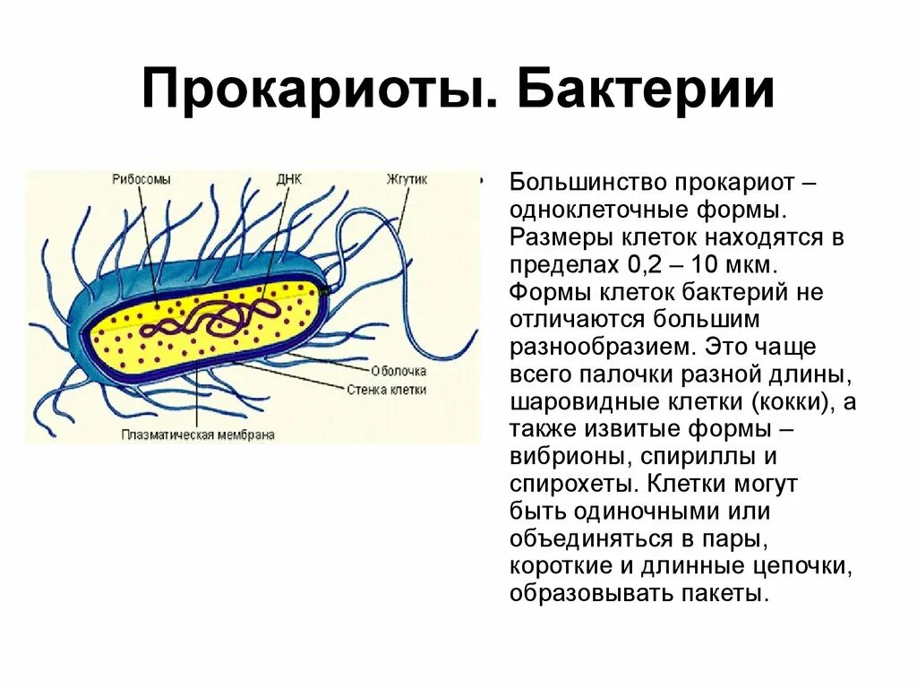 Бактерии прокариоты признаки. Прокариотическая клетка формы бактерии. Форма и размер прокариотических клеток. Одноклеточный микроорганизм прокариоты. Прокариотическая клетка в организме.