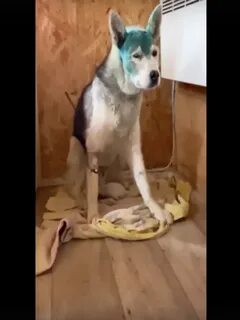 Щенок ударился головой