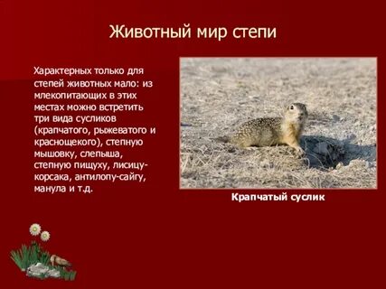 Дай краткую характеристику зоны степей