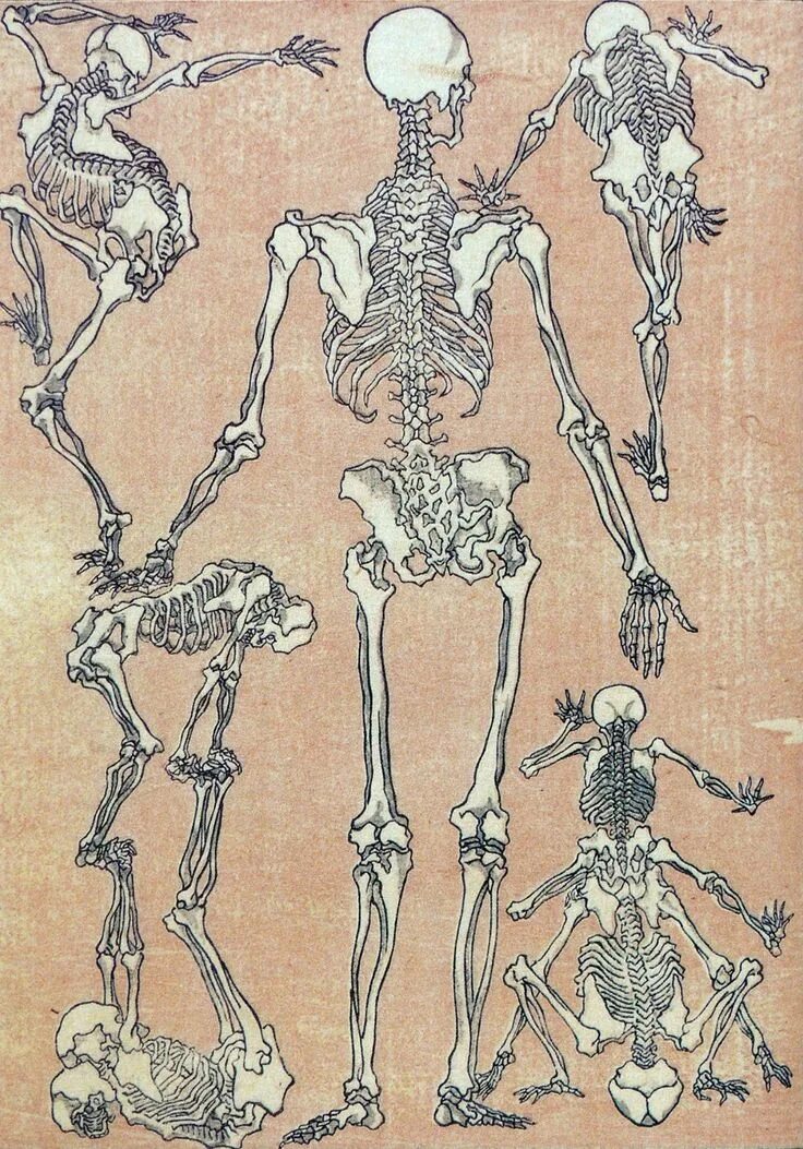 Дай скелет. Скелет человека реферанс. kawanabe kyosai skeletons. анатомия скелета человека референс. скелет позы.