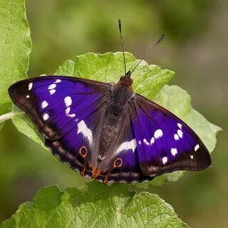 Vlinder