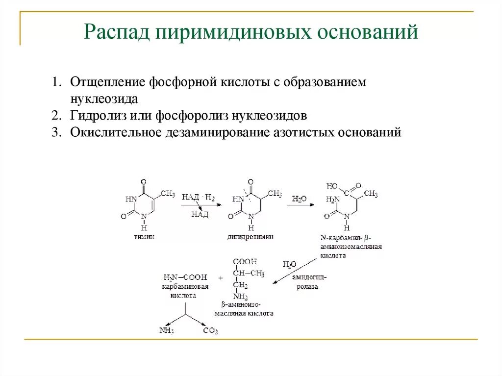 Распад пиримидиновых. Распад пиримидиновых нуклеотидов биохимия. Схема распада пиримидиновых нуклеотидов. Конечные продукты распада пиримидиновых нуклеотидов. Схема распада перомидиновых основ.