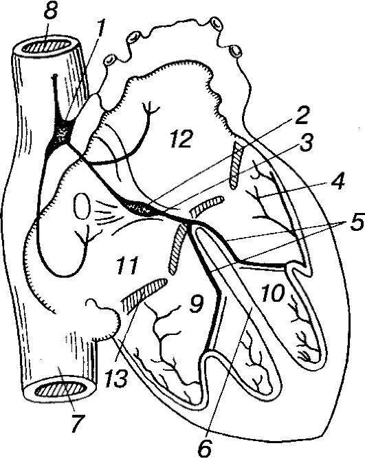 Пучок пуркинье. Проводящая система сердца человека. Проводящая система сердца человека схема. Проводящая система сердца человека рисунок. Основные узлы проводящей системы сердца схема.