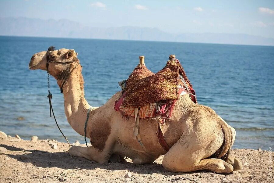 морской верблюд. верблюд на водопое. кот верблюд. верблюжья колючка и верблюд. одногорбый верблюд дромедар.