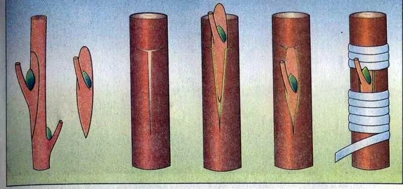 Окулировка глазком. Прививки растений. Прививка почкой или глазком. • Окулировка образный разрез. Прививка почкой какое время