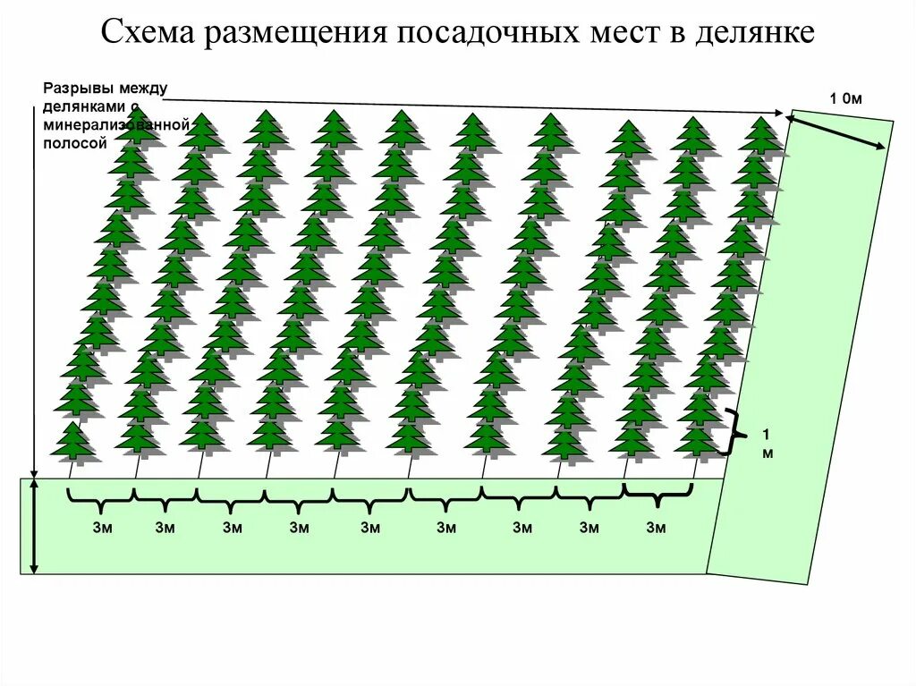 Посев хвойных пород необходимо проводить. Схема посадки хвойных кедр. Схема посадки лесных культур. Схема размещения посадочных мест. Размещение посадочных мест лесных культур.