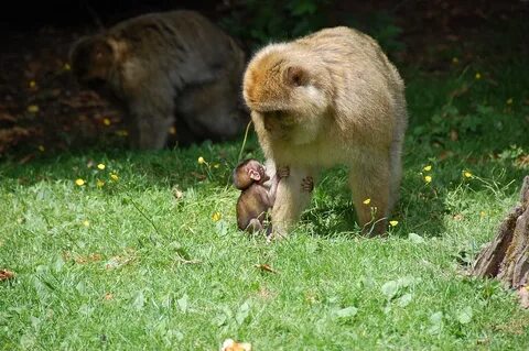 Baby monkey wildlife