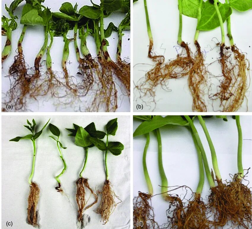 Под корень огурцов. Pythium Ultimum. Pythium debaryanum Hesse. Питиум вымокание проростков. Ризоктониоз огурцов.