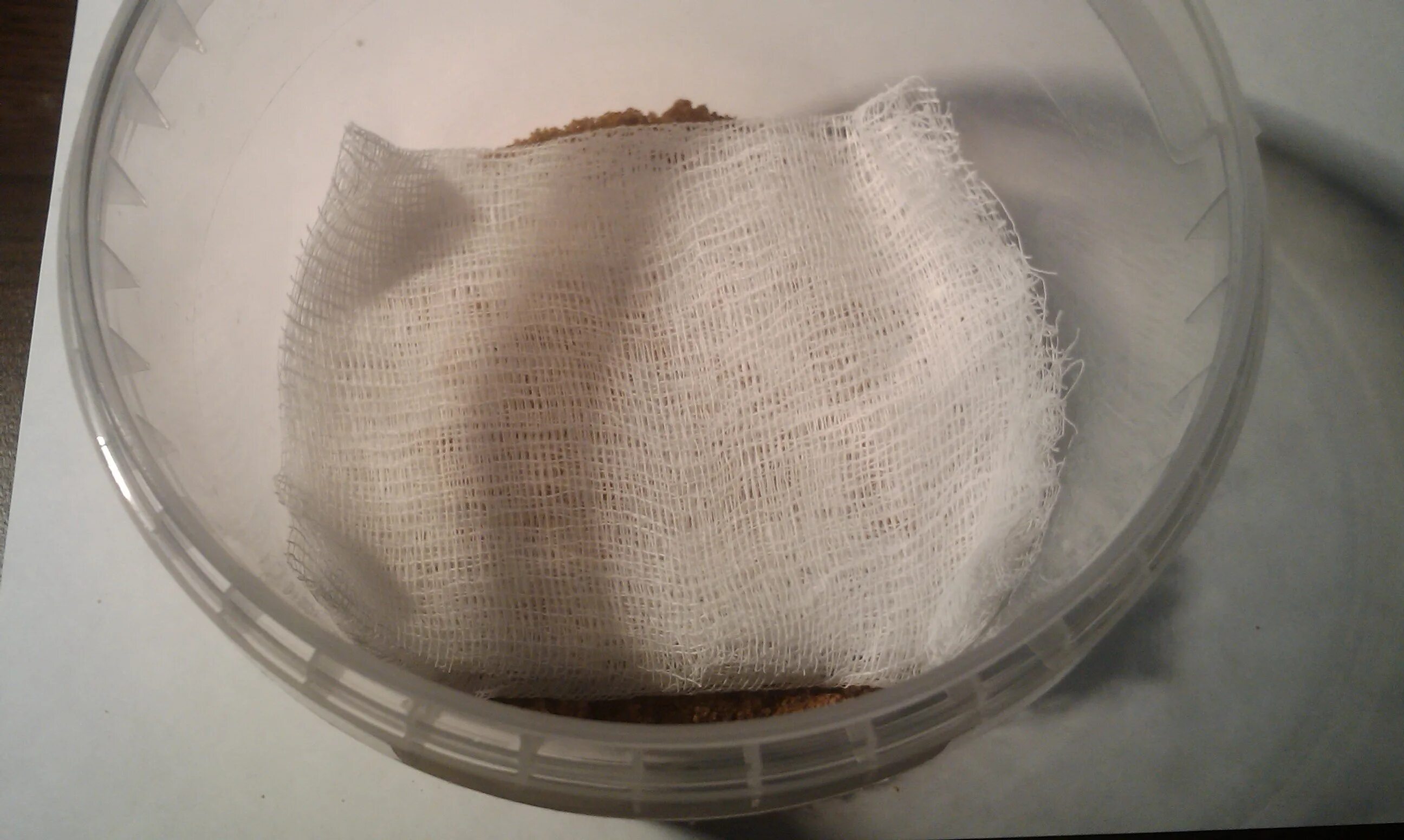 Однолетние флоксы звездный дождь. Флокс звездный дождь. Стратификация семян флоксов. Клубника из семян. На какой день всходят семена флокса друммонда.