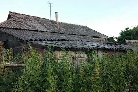 Московская область деревня шишкино