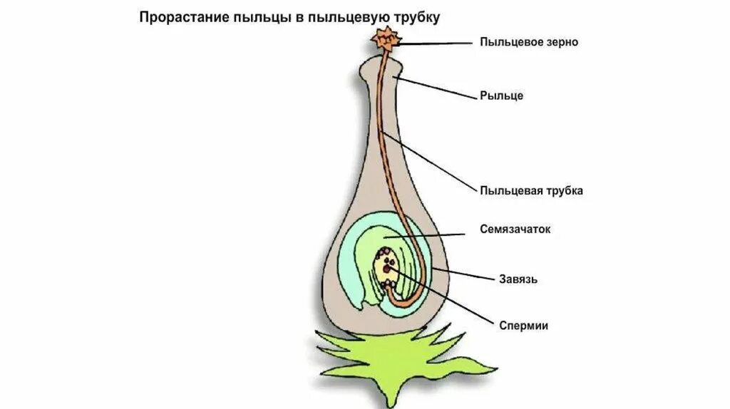 Как называют данный процесс пыльцевая трубка спермии. Прорастание пыльцы на рыльце пестика. Строение пестика и оплодотворение. Завязь семязачаток зародышевый мешок. Прорастание пыльцевой трубки в семязачаток.