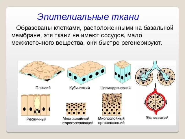 Характеристика эпителиальной ткани 8 класс. Эпителиальная ткань таблица. Базальная мембрана покровных тканей. Эпителиальная ткань образует.