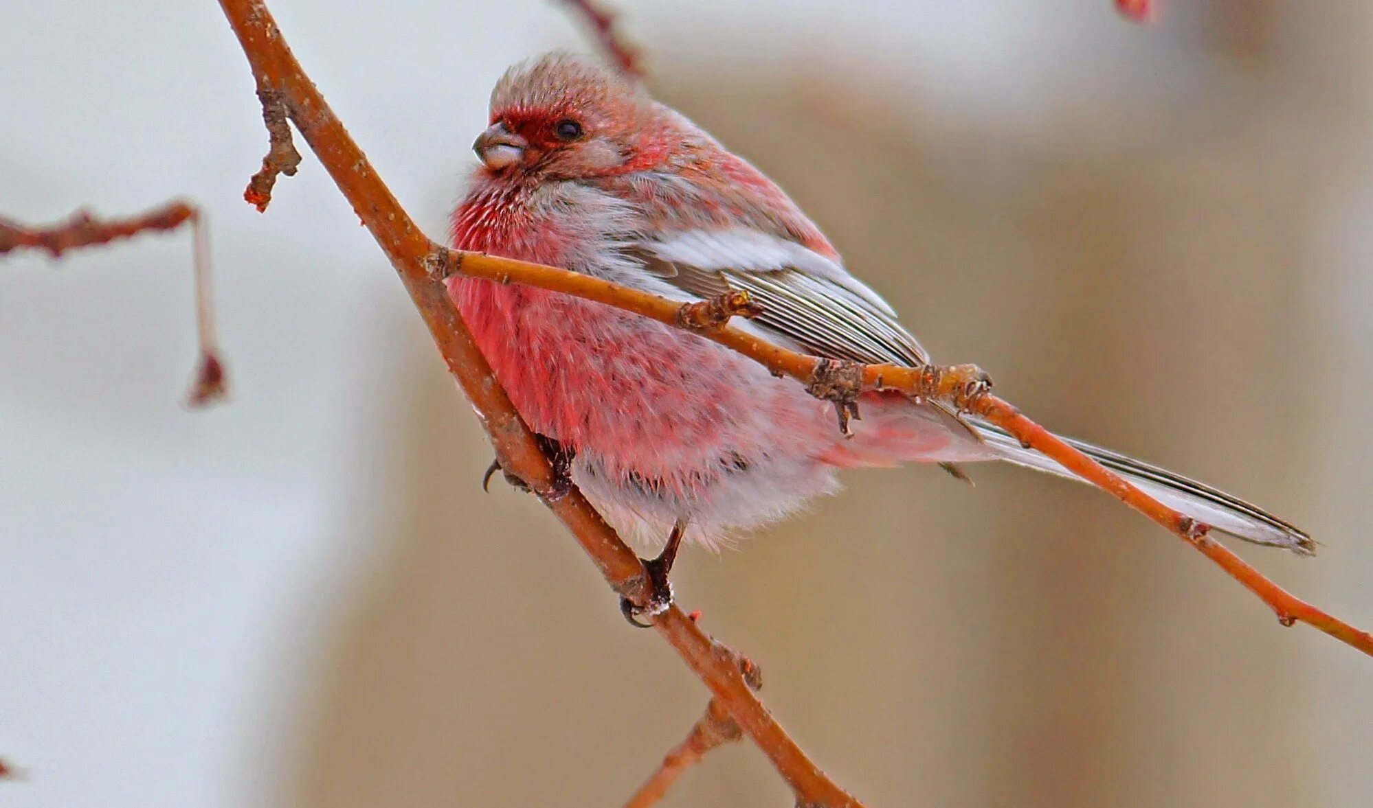 Маленькая розовая птица. Урагус щегол. Красный Зяблик Кардинал. Снегирь урагус. Урагус длиннохвостый Снегирь.