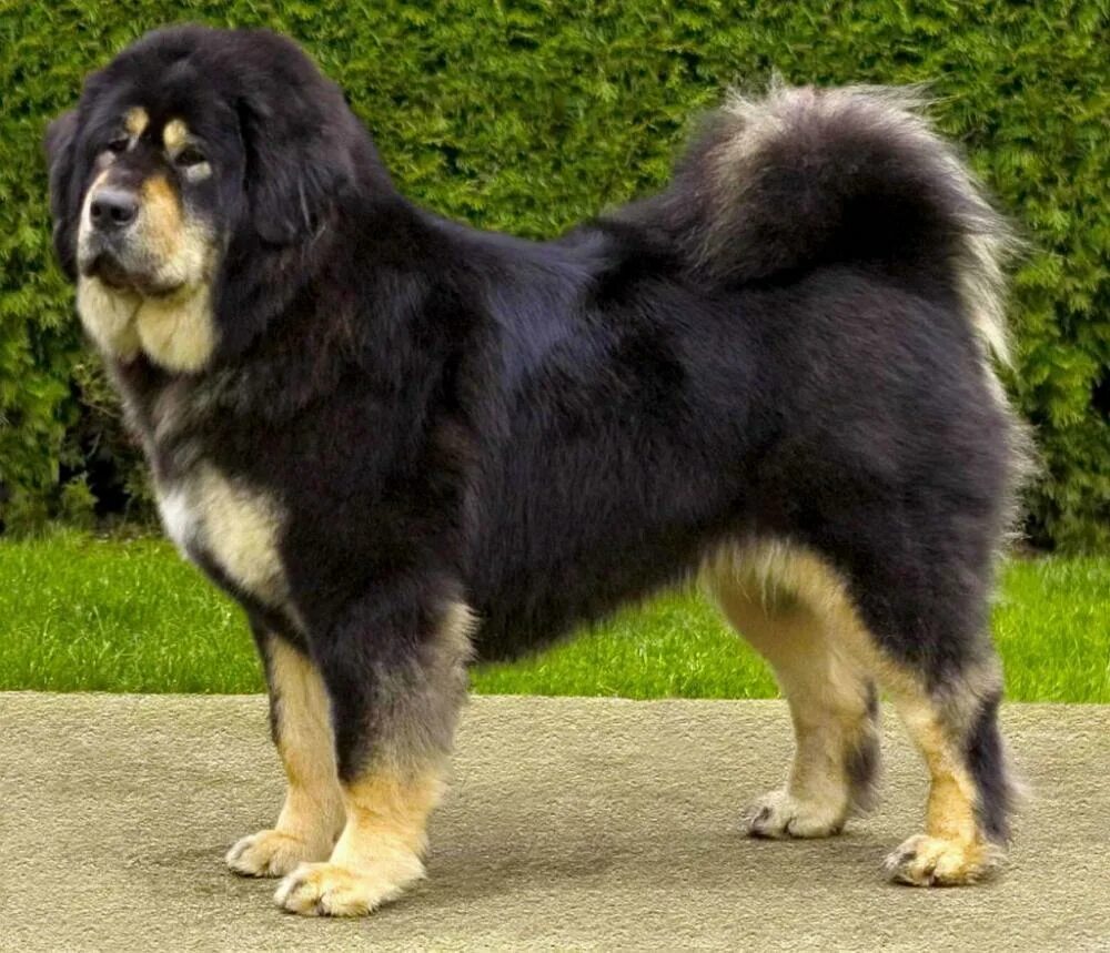 Огромная собака порода. Тибетский мастиф. Собаки породы тибетский мастиф. Маламут тибетский мастиф. Тибетский мастиф Хонг Донг.