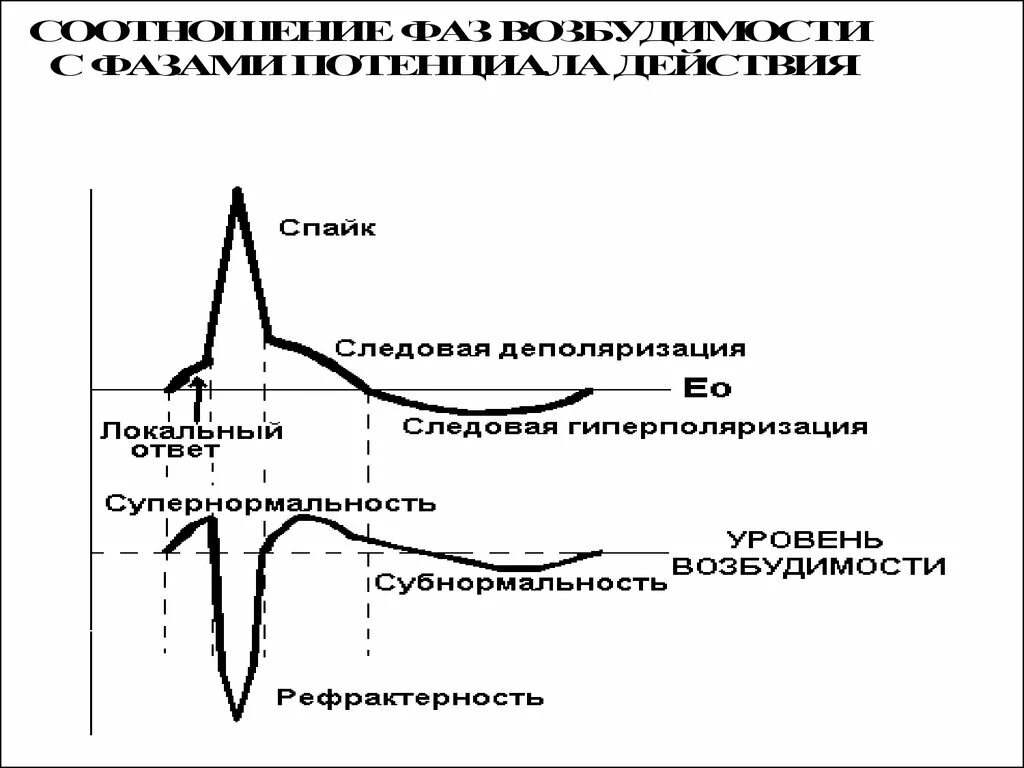 Возбудимые ткани физиология схема. Следовая деполяризация и гиперполяризация. Изменение возбудимости при деполяризации и гиперполяризации. Возбудимость тканей деполяризация