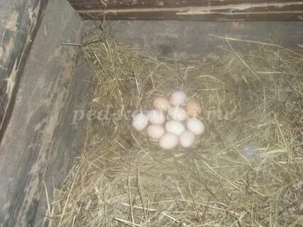 Сколько яиц можно подложить под курицу наседку