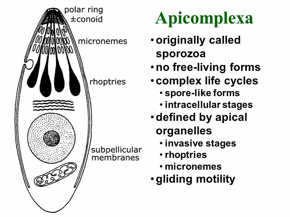 Apicomplexa. Тип apicomplexa. тип apicomplexa представители. апикомплексы строение. apicomplexa характеристика.