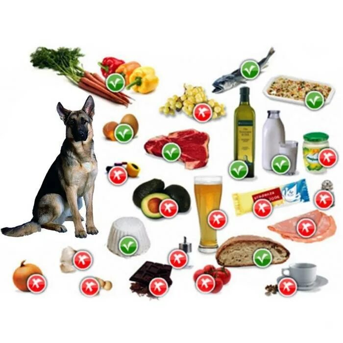Овощи для щенка. Продукты для собак. Запрещенные продукты для собак. Полезные продукты для собак. Запрещенные продукты для собак немецкой.