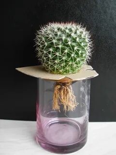Кактус без корня