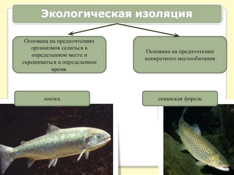 Изоляция это кратко. Экологическая изоляция. Экологическая изоляция примеры. Примеры экологической изоляции в биологии. Виды изоляции географическая и экологическая.