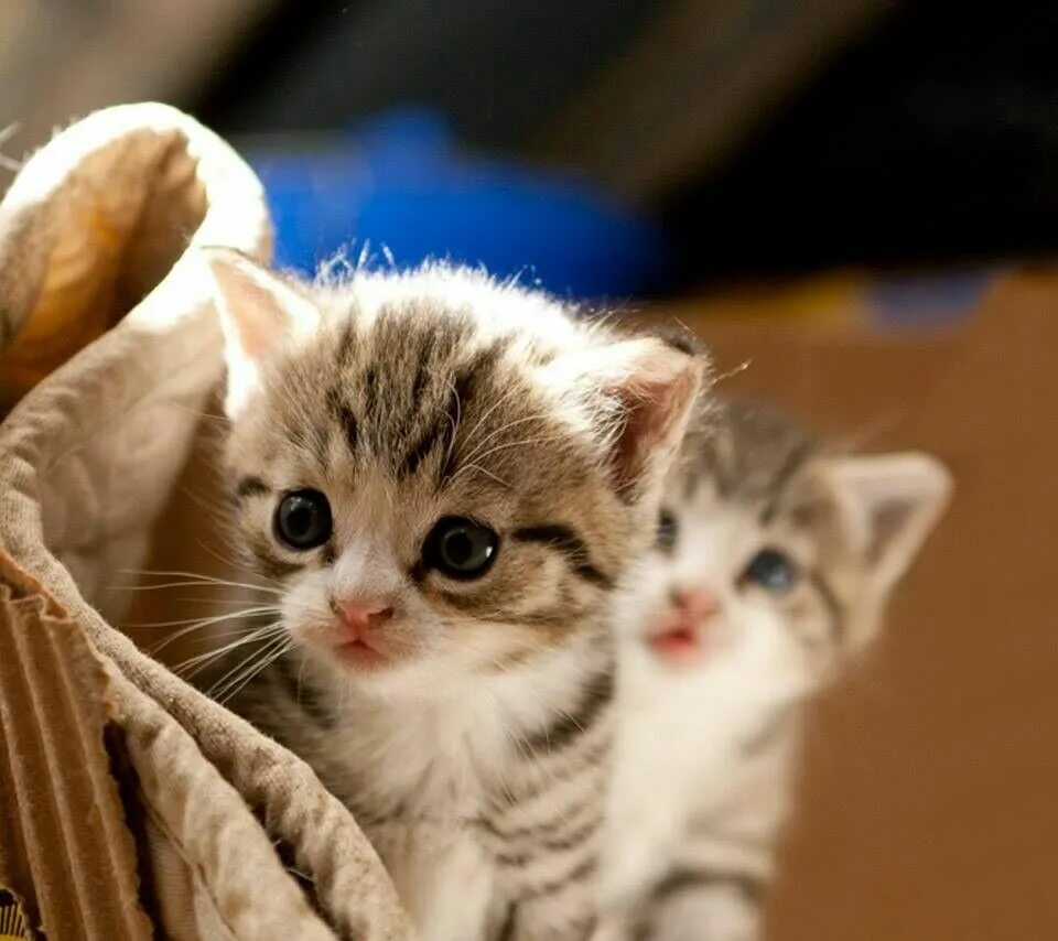 Милые котики. Милые котики. Малюсенькие котята. Кошки маленькие милые. Включи песню маленькие котики котики котики.
