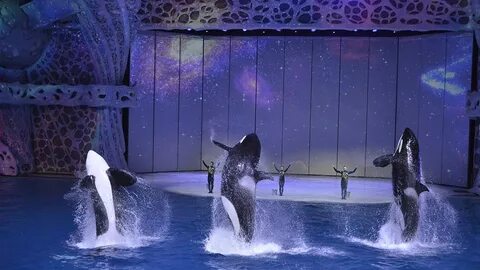 Москвариум санитарные дни