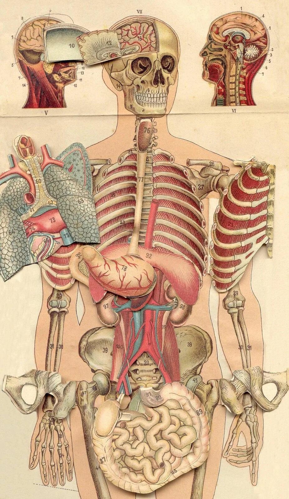 Анатомия картинки. Абдакшин анатомия. Анатомические иллюстрации. Анатомический скелет с органами. Анатомия человека иллюстрации.