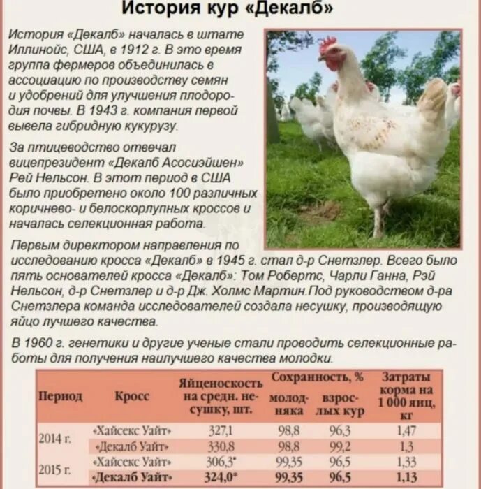 Декалб уран. Куры породы Декалб Уайт. Куры-несушки кросс Декалб. Браун ник порода кур характеристика. Кросс кур Декалб белый.