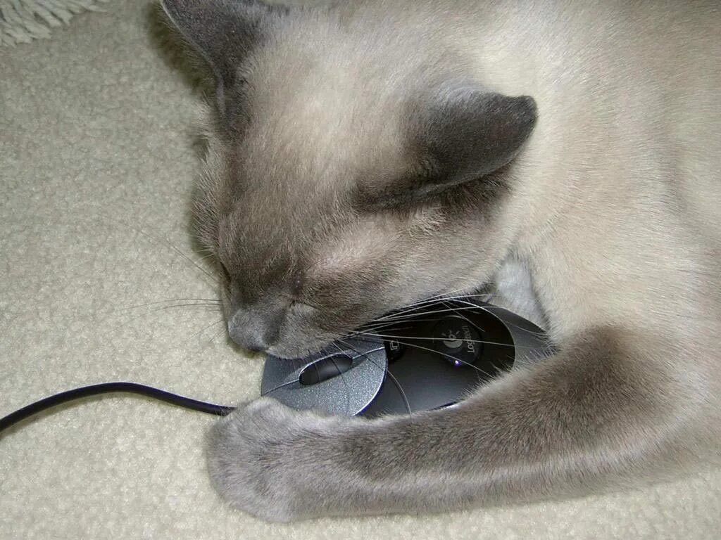 Схема норы мыши полевки. Мышь юмор. Мышь прикол. Смешная мышь. Что умеют животные.