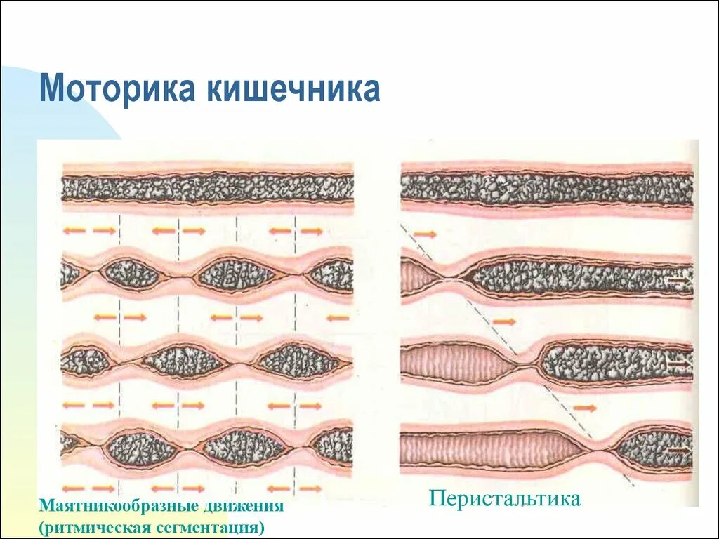 Улучшение моторики кишечника. Перистальтические сокращения тонкого кишечника. Маятникообразные движения тонкого кишечника. Маятникообразная моторика тонкого кишечника. Маятниковая перистальтика кишечника.