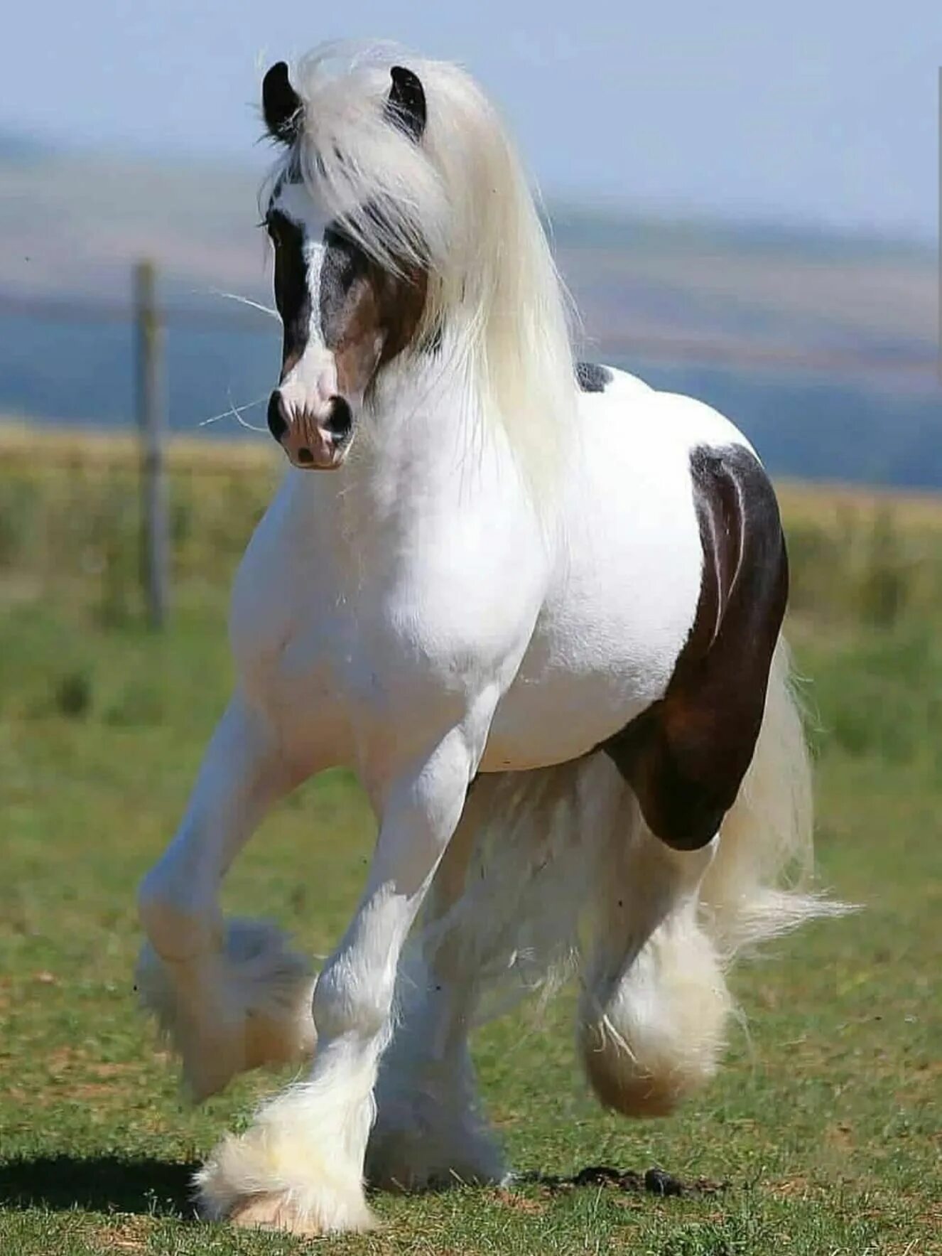Pin by Вадим Лизогуб on Лошади Horses, Horse breeds, Show horses