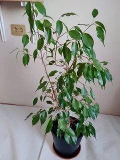 Авито фикус бенджамина