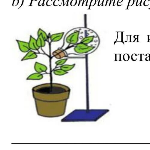 Какая ботаническая наука изучает процесс испарения. Процессы жизнедеятельности растений. Процесс жизнедеятельности растений схема. Схема из процессов жизнедеятельности растений. Процесс жизнедеятельности растений ВПР.