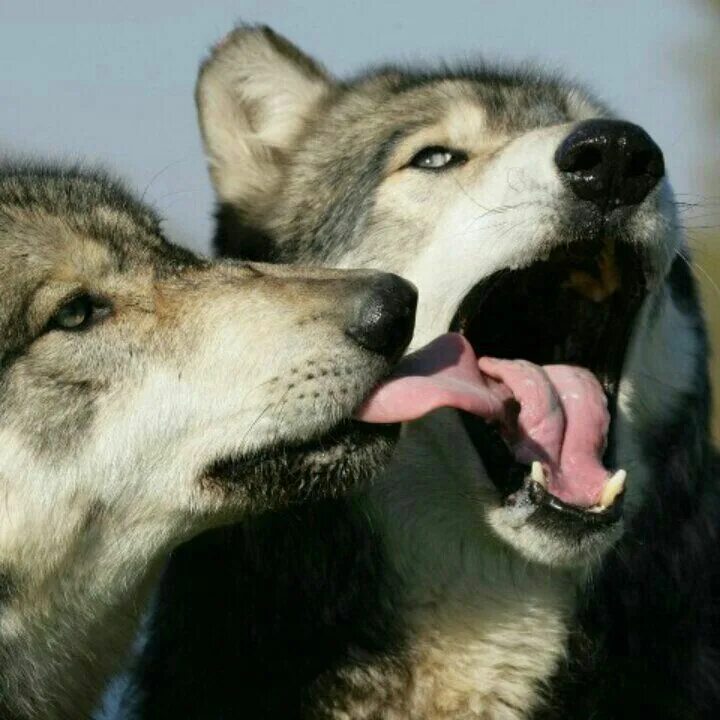 Полюбил волчицу. Белый волк фото. Влюбленные волки. Волчья любовь. Влюбленные волки.